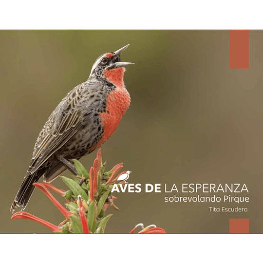 Aves De La Esperanza - Sobrevolando Pirque