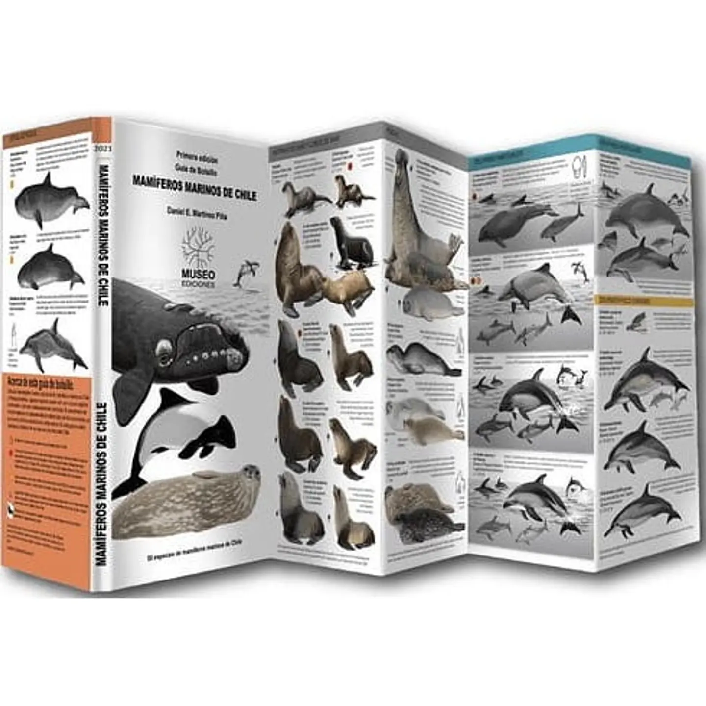 Guia Desplegable Mamiferos Marinos De Chile 1