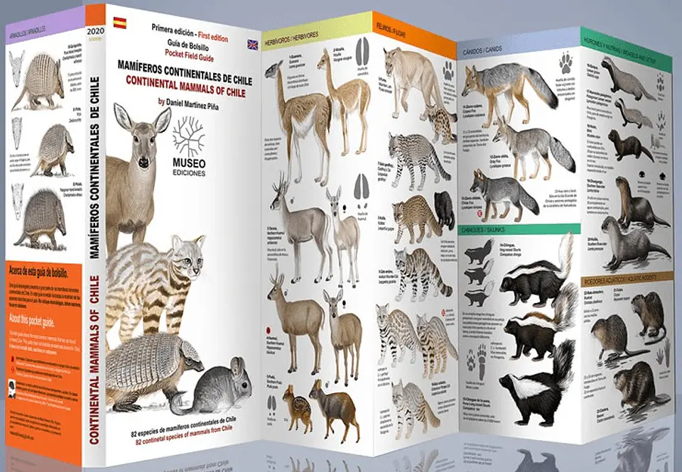 Guia Desplegable Mamiferos Continentales De Chile 1
