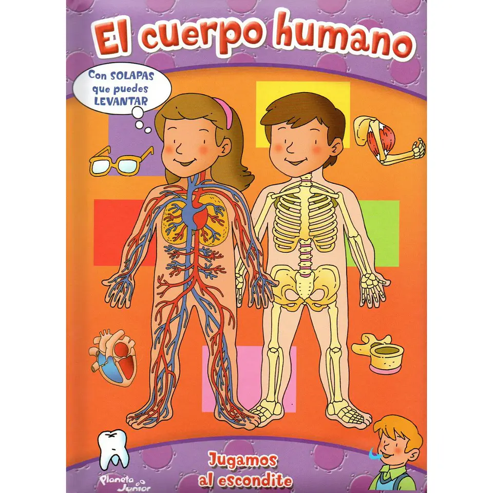 Jugamos Al Escondite - El Cuerpo Humano 1