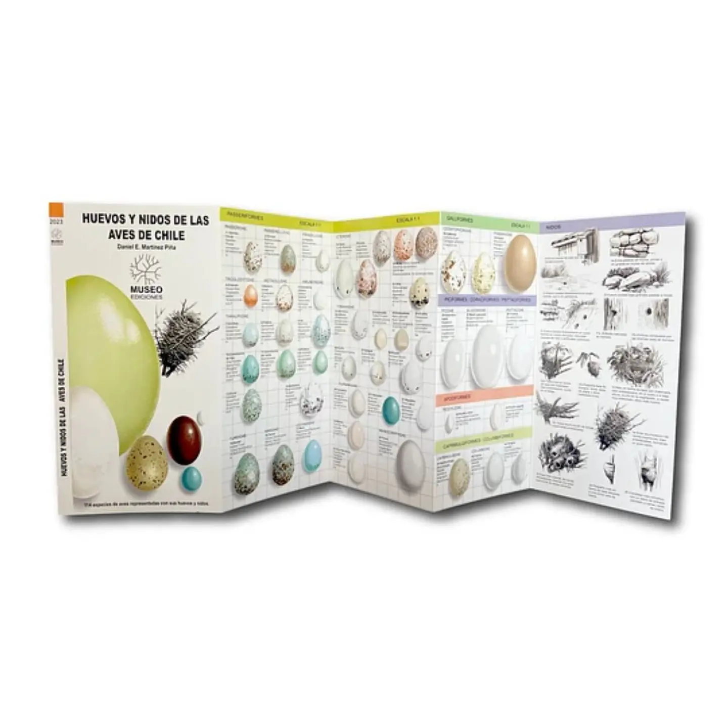 Guia Desplegable Huevos Y Nidos De Las Aves De Chile 2