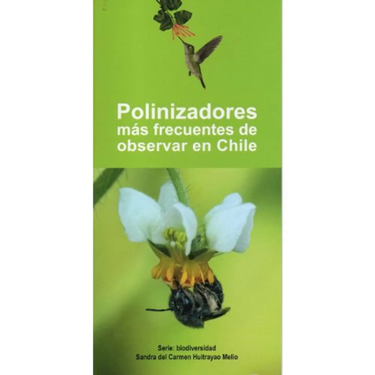 Polinizadores Mas Frecuentes De Observar En Chile 1