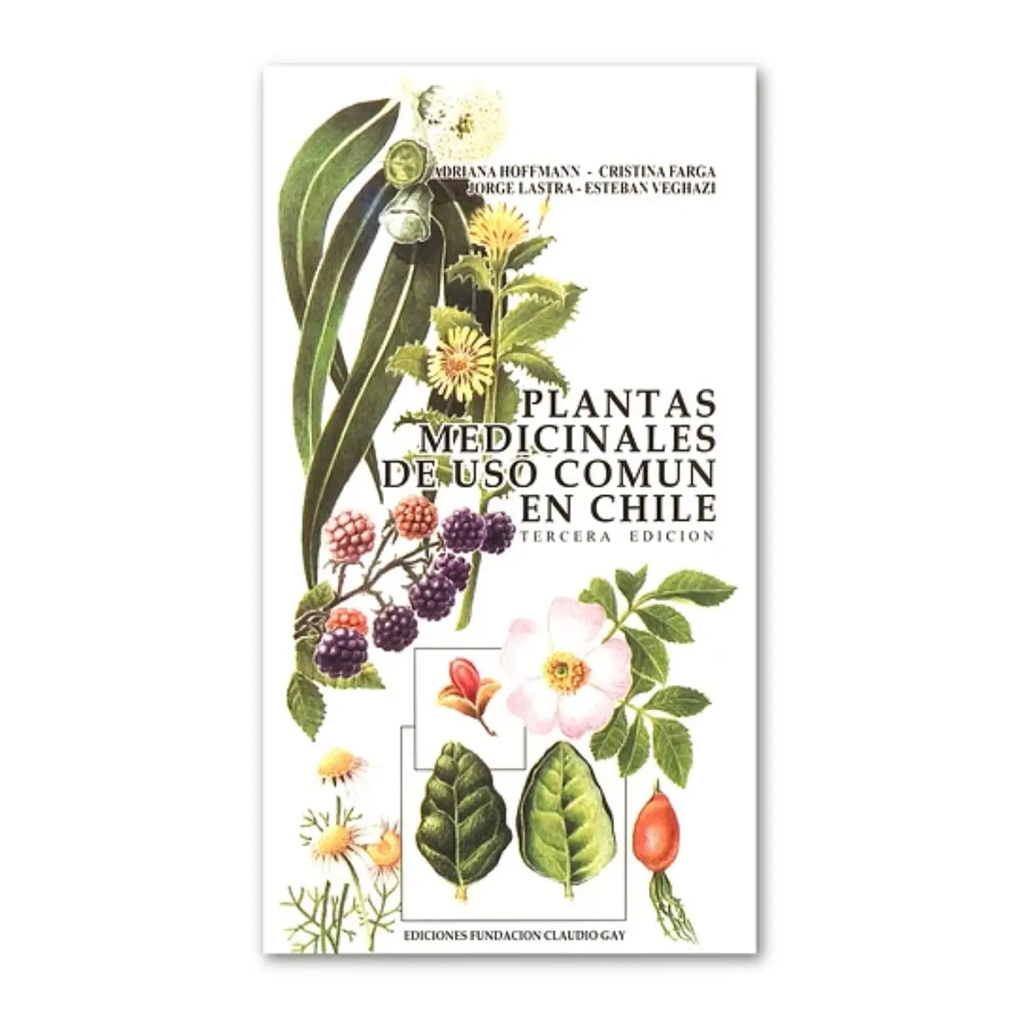 Plantas Medicinales De Uso Comun En Chile 1
