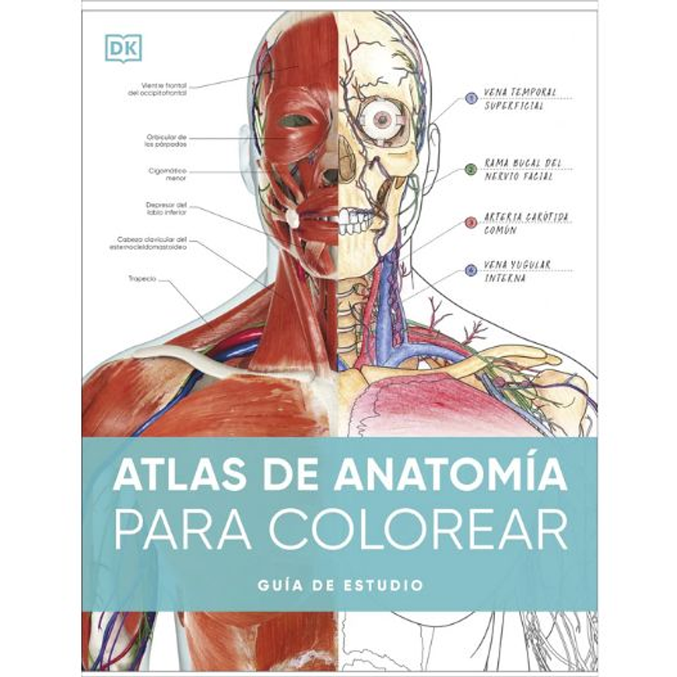 Atlas De Anatomia Para Colorear: Guia De Estudio  	 1