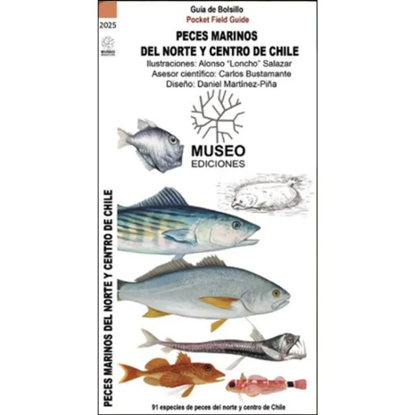 Guia Desplegable Peces Marinos Del Norte Y Centro De Chile 1