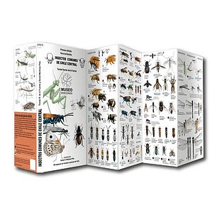 Guia Desplegable Insectos De Chile Central