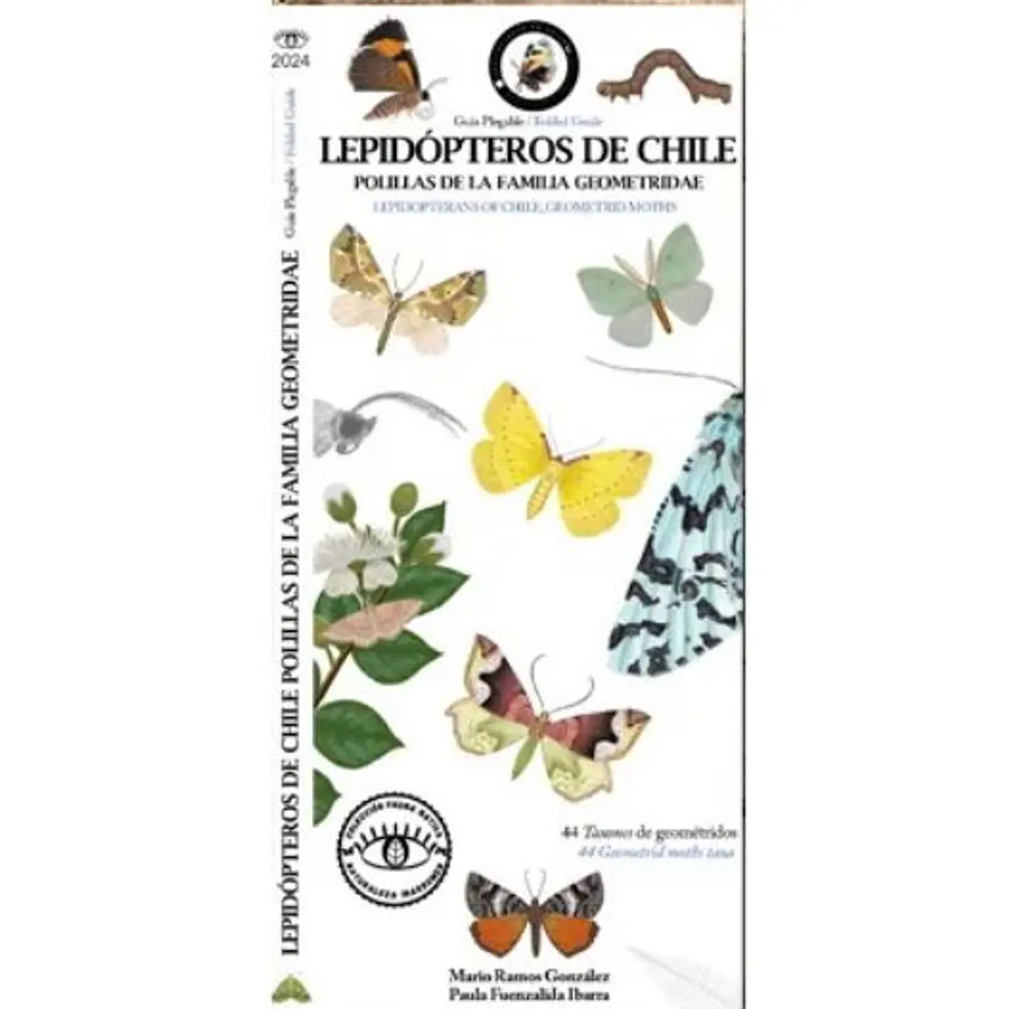 Guia Plegable Lepidopteros De Chile, Polillas De La Familia Saturniidae 1