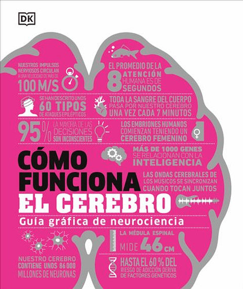 Como Funciona El Cerebro