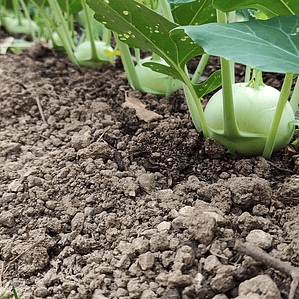 Kohlrabi ‘Volturno'
