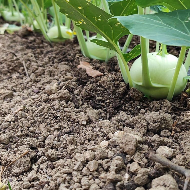 Kohlrabi ‘Volturno' 1