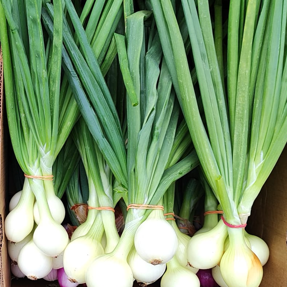 bulbed green onions  1