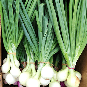 bulbed green onions 