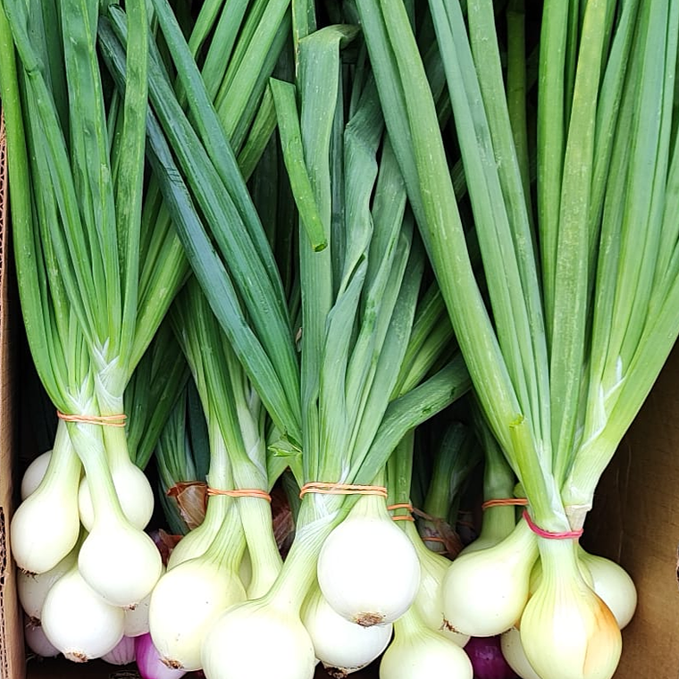 bulbed green onions  1
