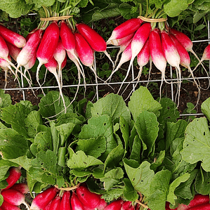 'French brekfest' radish 