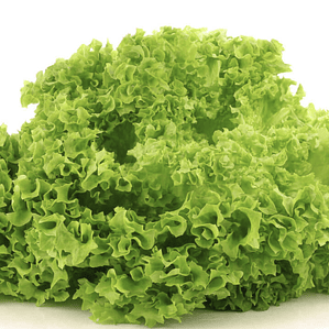 Lettuce head - lollo bionada