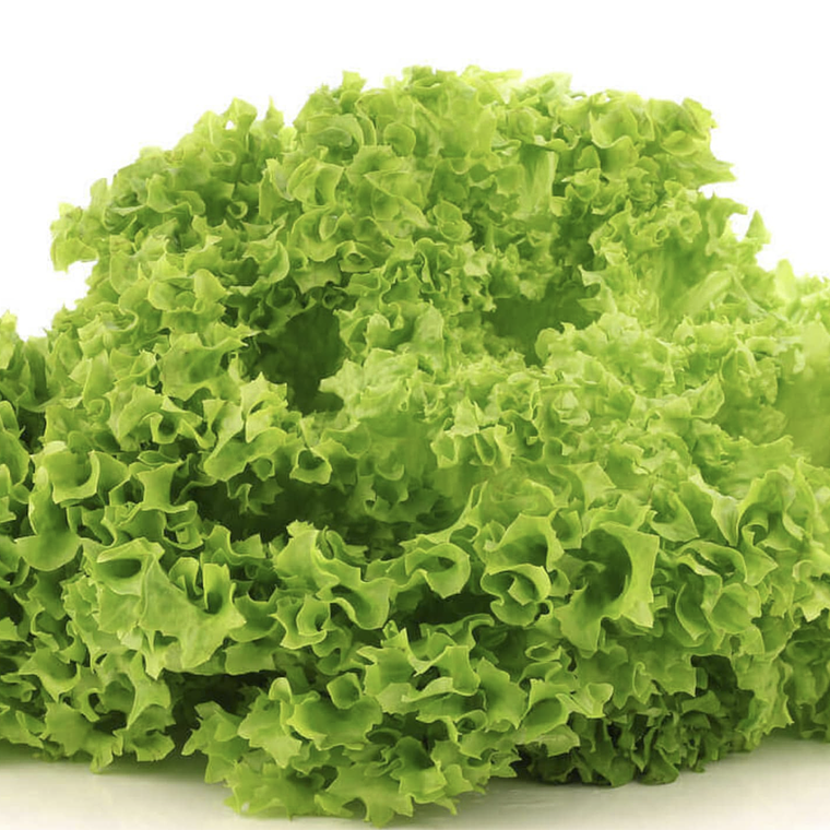 Lettuce head - lollo bionada 1
