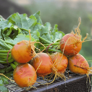Yellow Beet ‘Boldor'