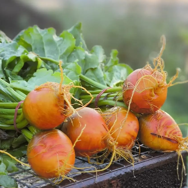 Yellow Beet ‘Boldor' 1