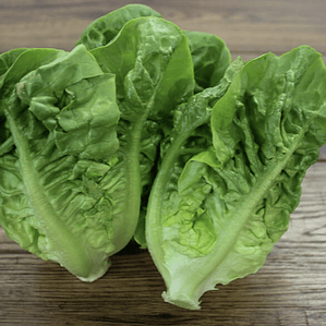 Lettuce 'Little Gem'