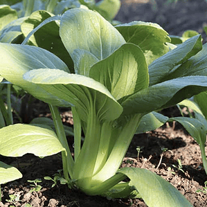 Pak Choi ‘Choko'