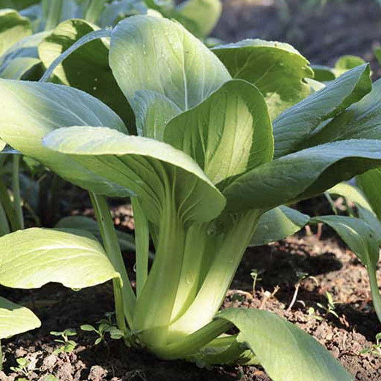 Pak Choi ‘Choko' 1