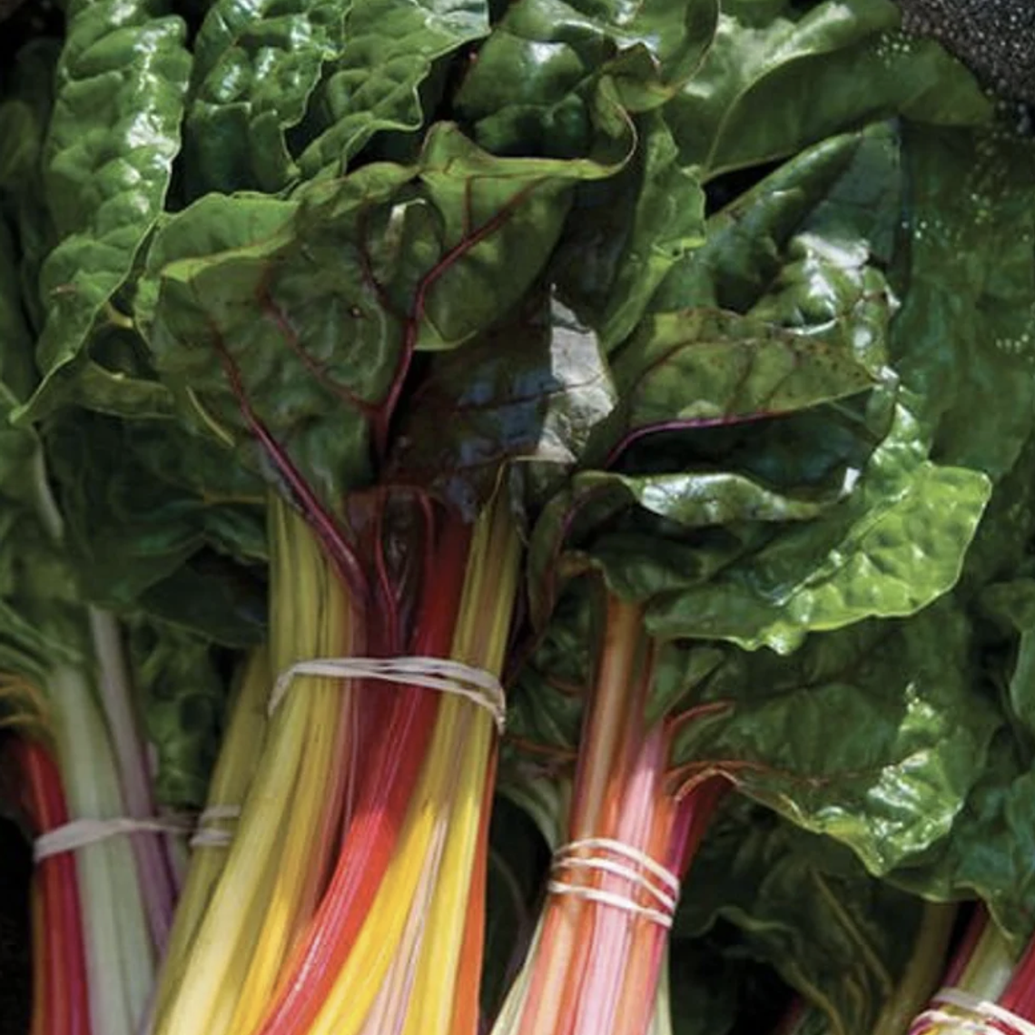 Swisschard 'bright lights' 1