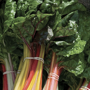 Swisschard 'bright lights'