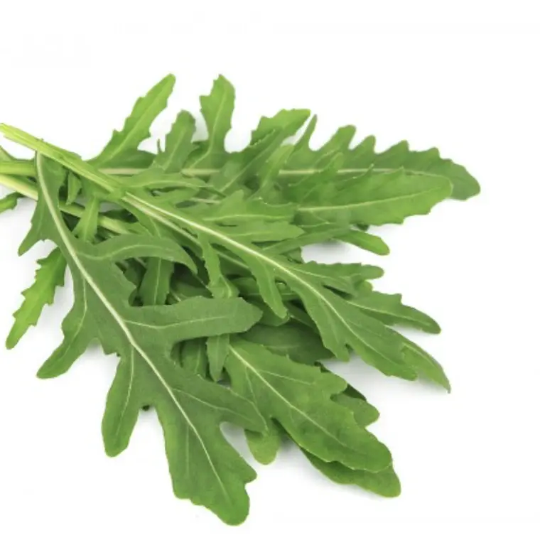 Rockat (Rucola) 1