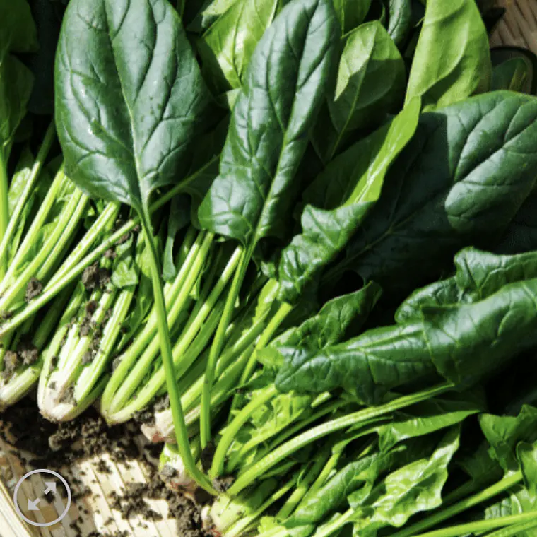 True Spinach  1