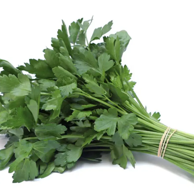 Parsley bunch 1