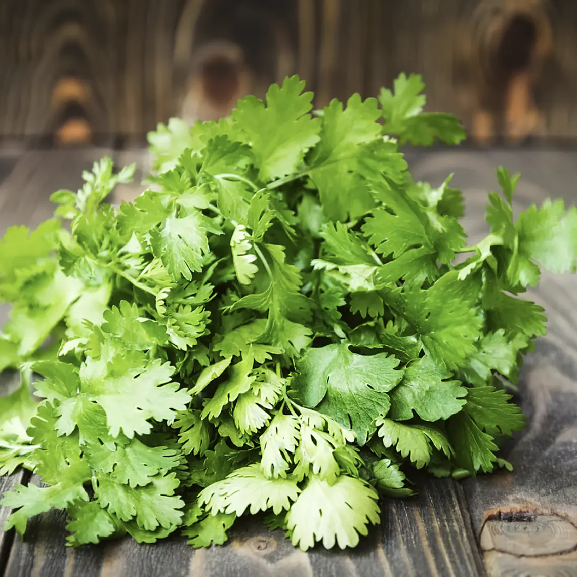 cilantro bunch 1