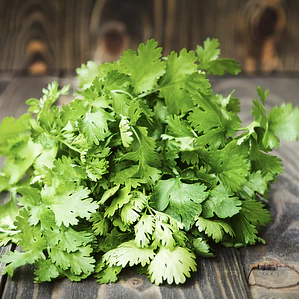 cilantro bunch