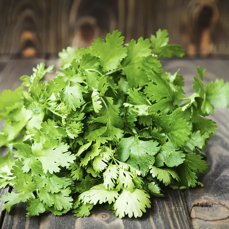 cilantro bunch 1