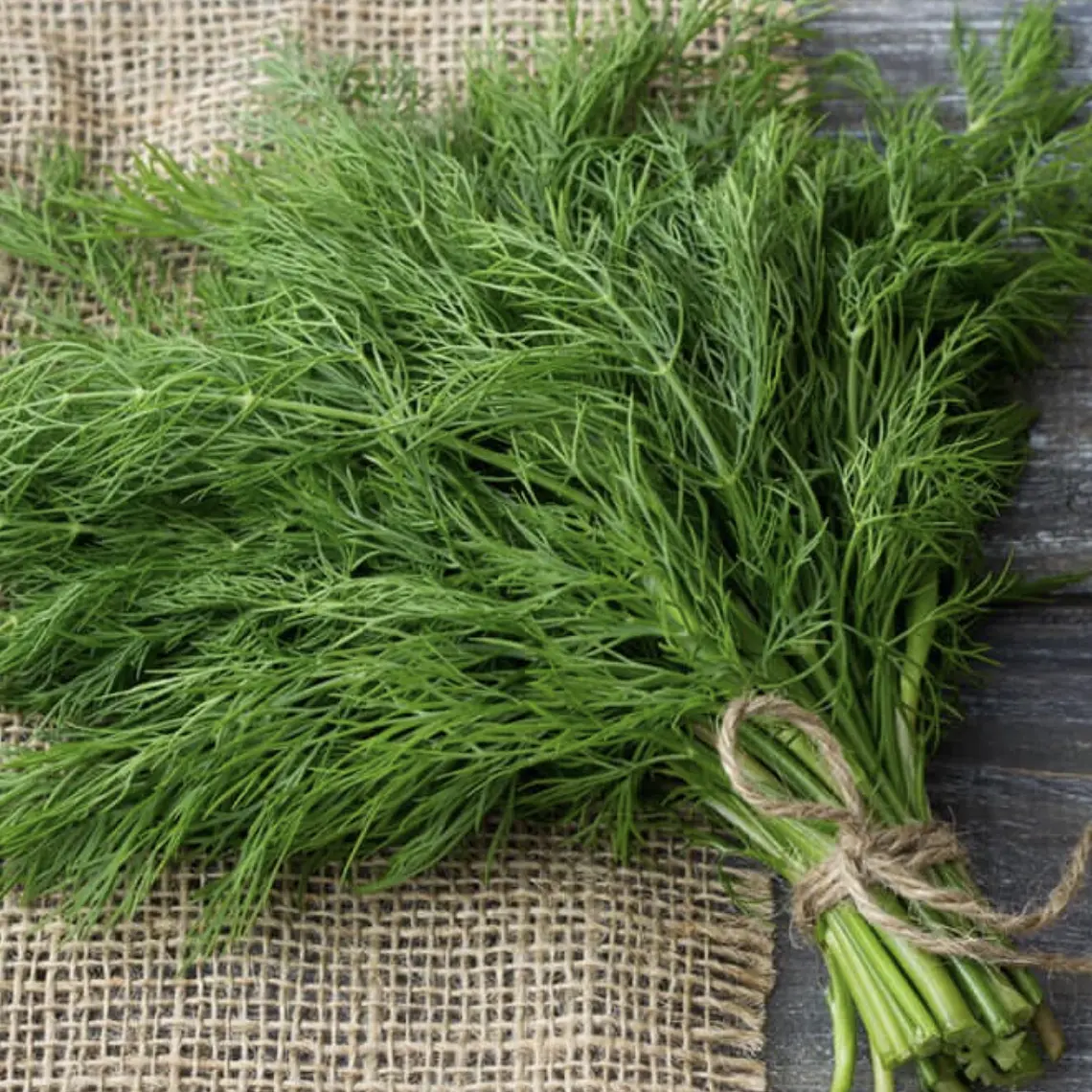 Freash Dill bunch 1