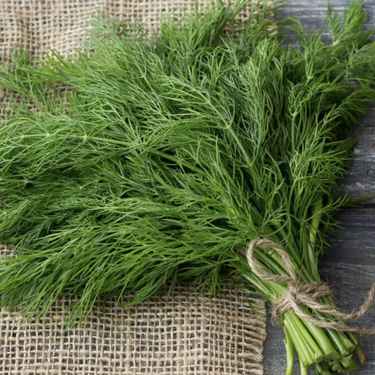 Freash Dill bunch 1
