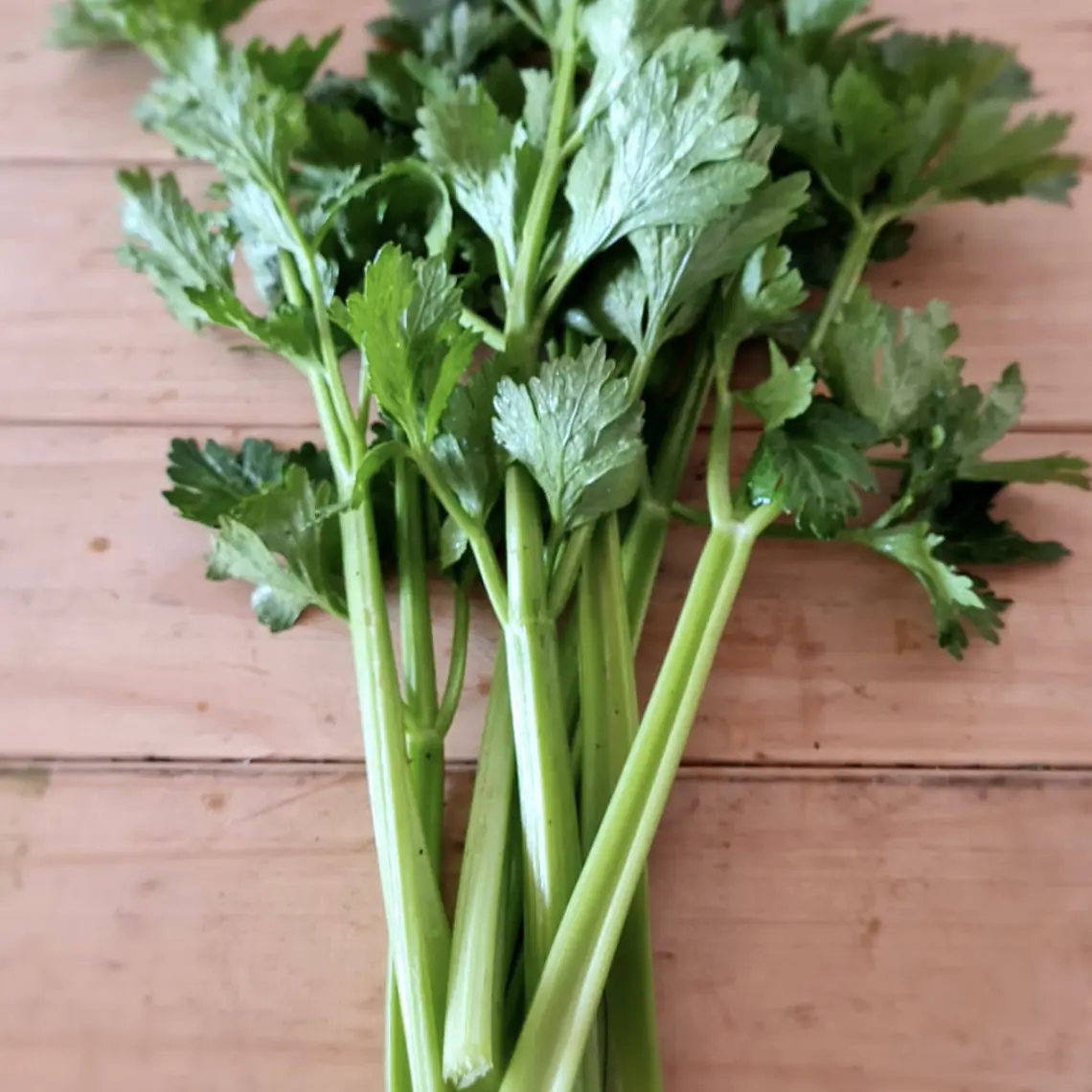 celery leafs 1