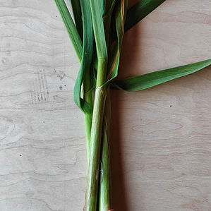 Fresh Green Garlic Bunch