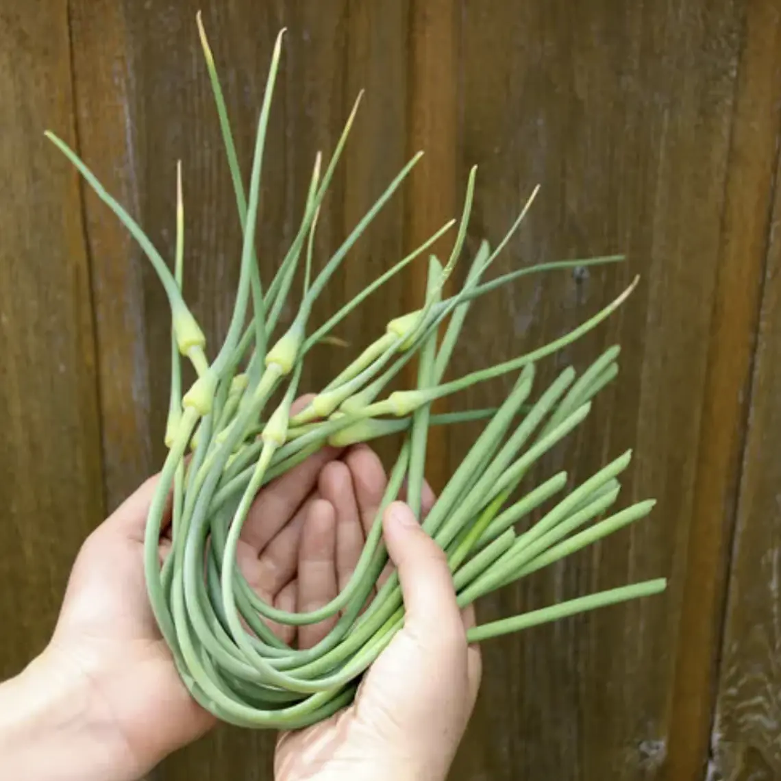 garlic scapes - bunch of 6-8 scapes 1