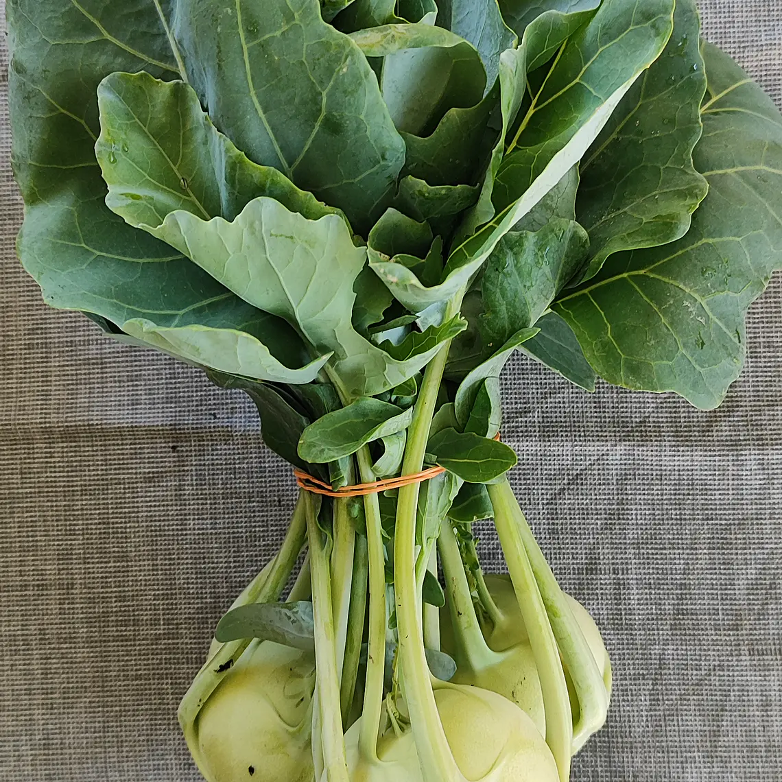 Kohlrabi ‘Volturno' 1
