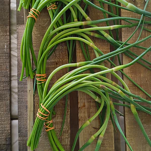 garlic scapes - bunch of 6-8 scapes