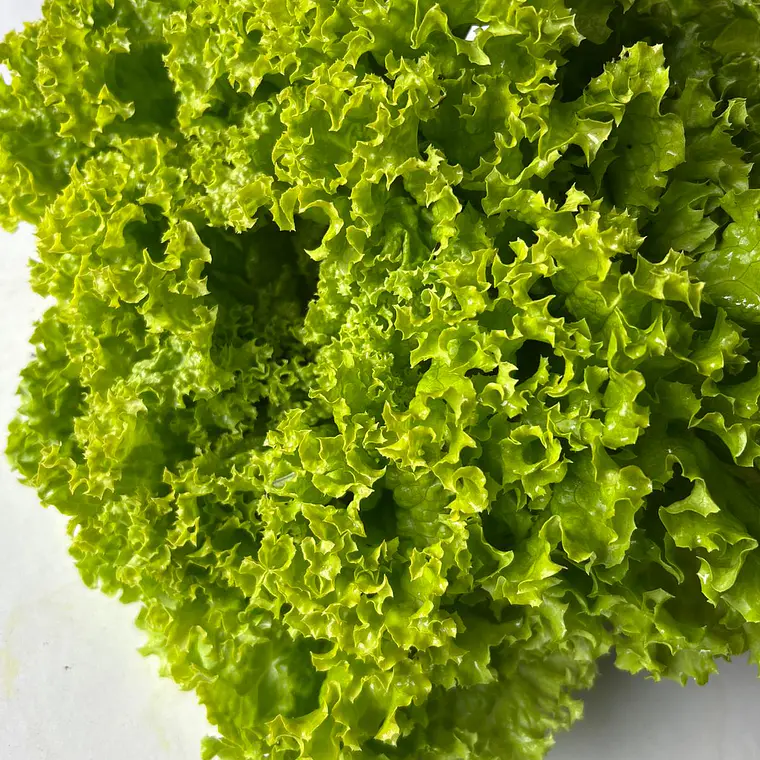Lettuce head - lollo bionada 1