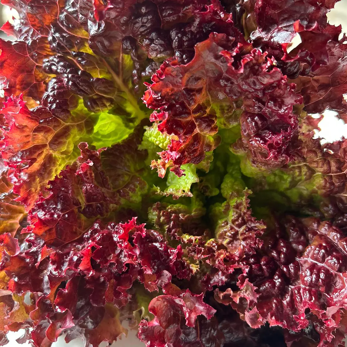 Red lettuce head 1