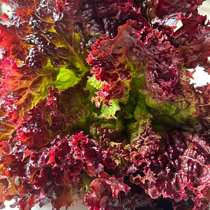 Red lettuce head