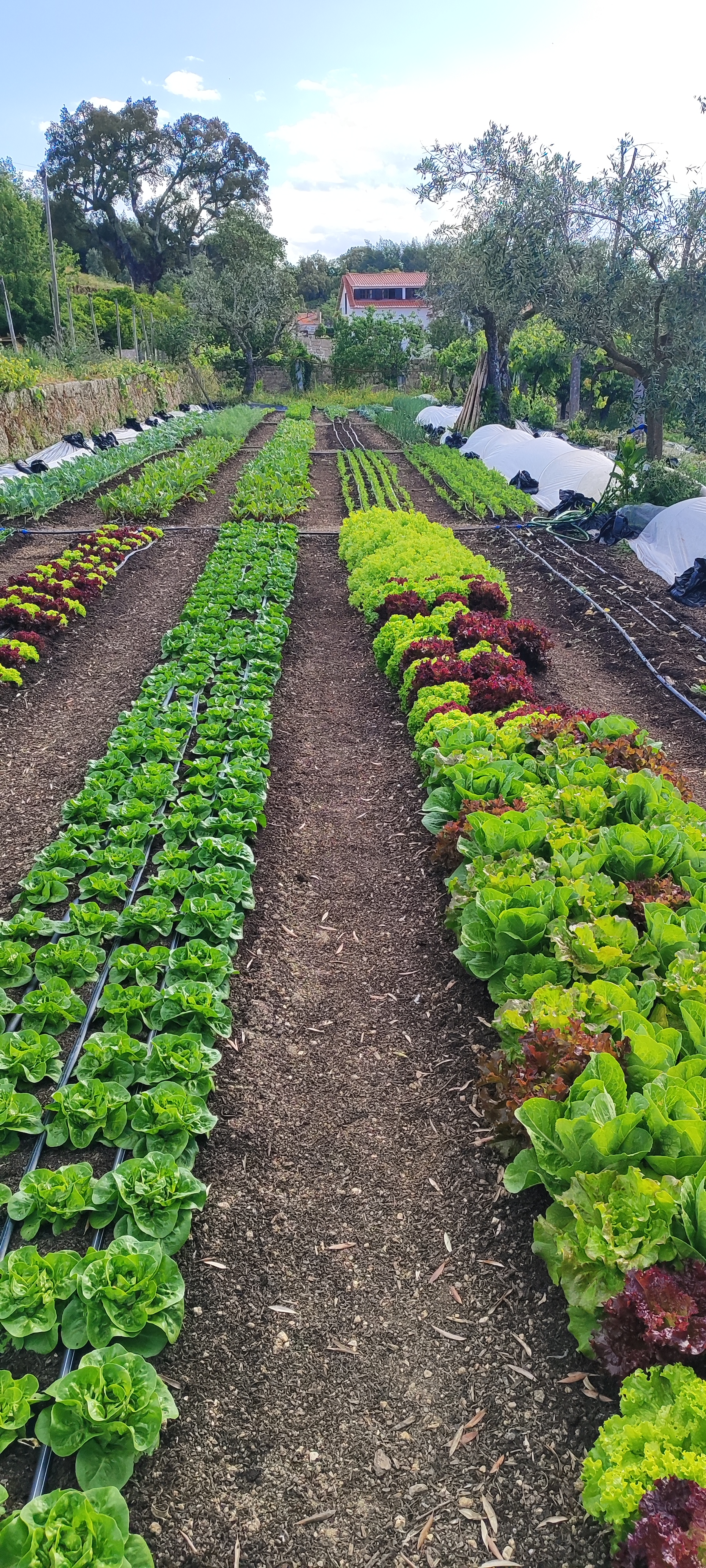Spring crops growing at the quinta