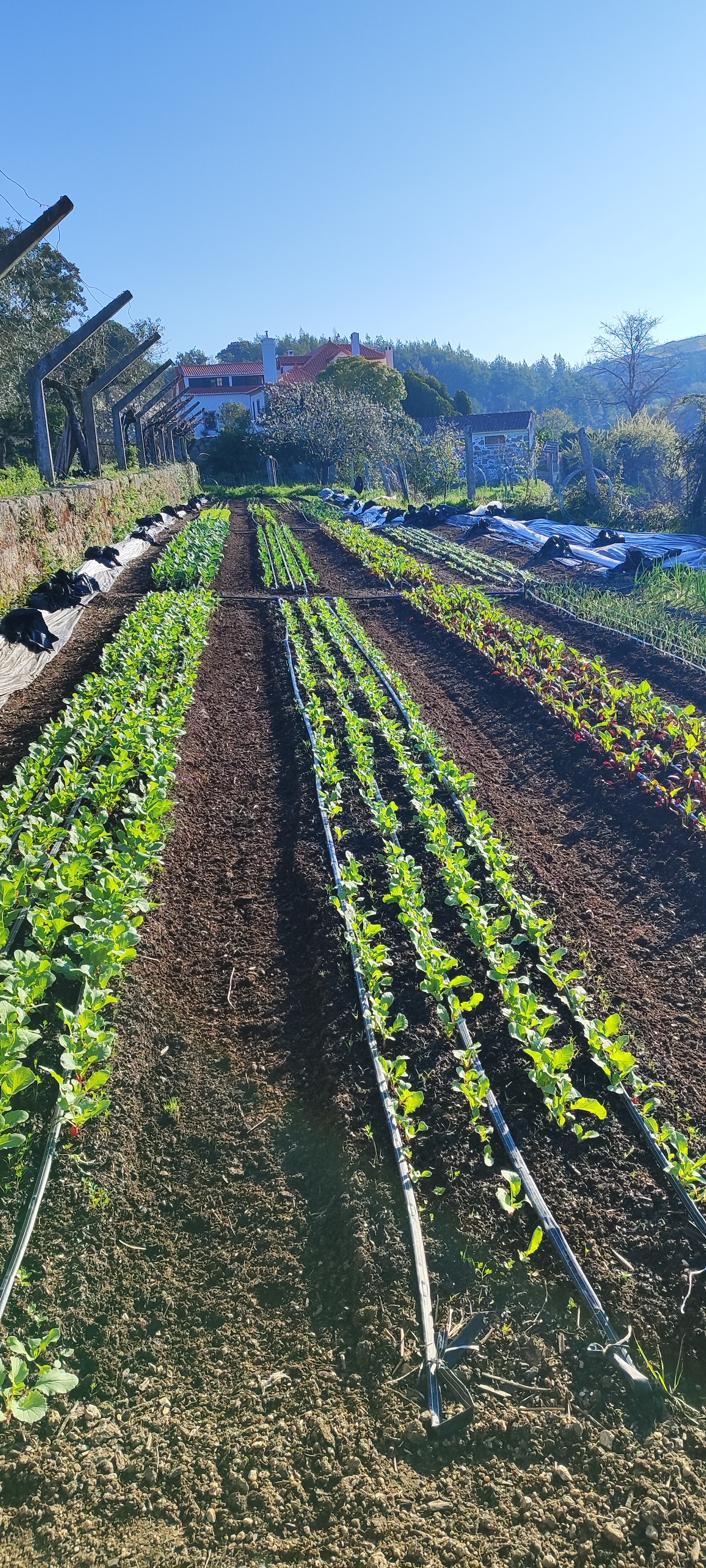 Late spring seasonal abundance for preservation
