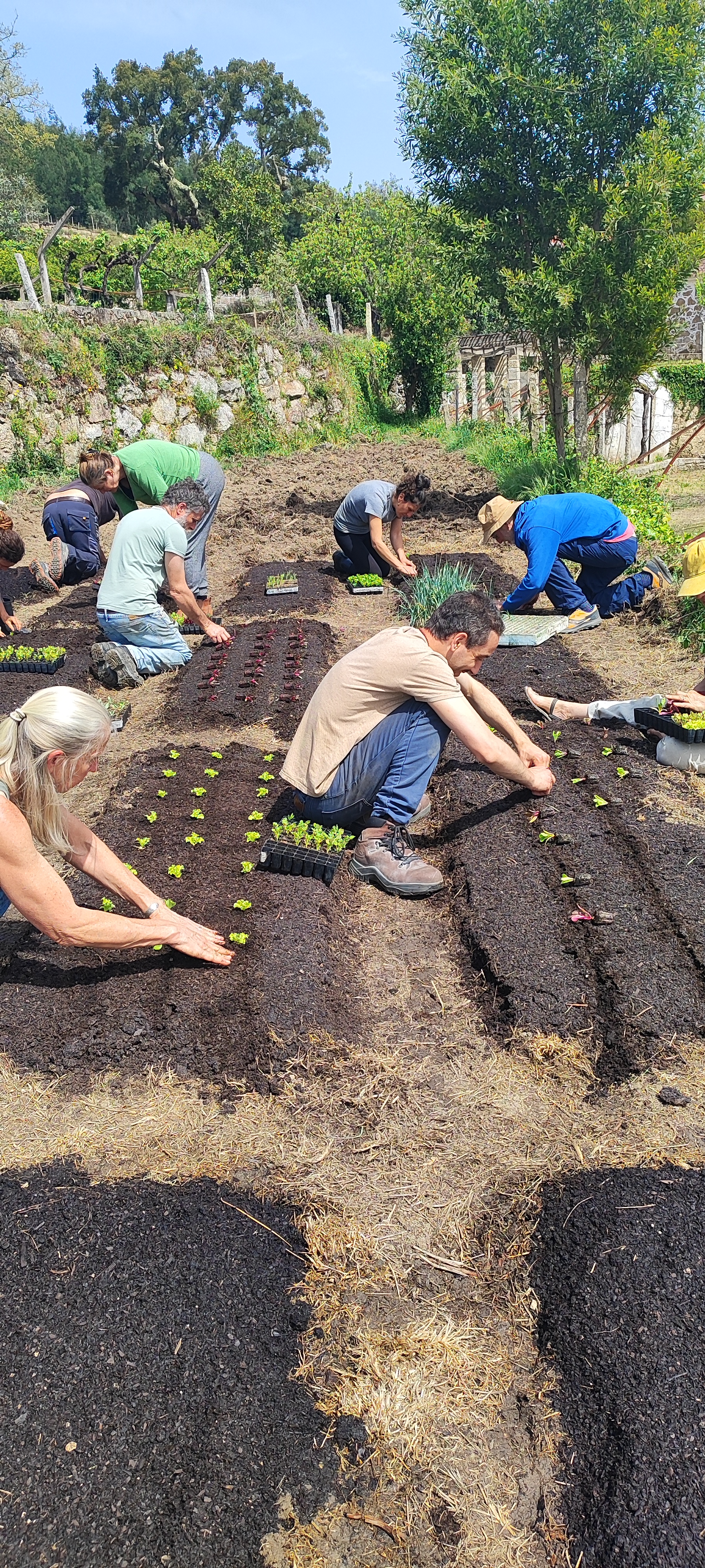 Students working together in the field at Quinta De São Jacinto