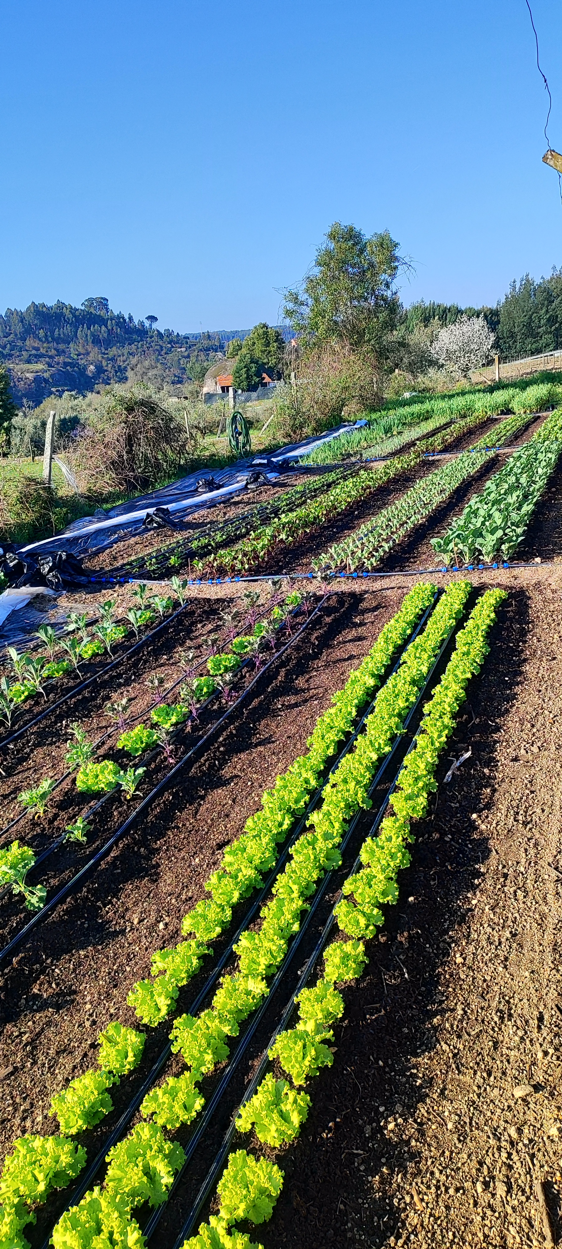 Full garden layout and crop rows at Quinta