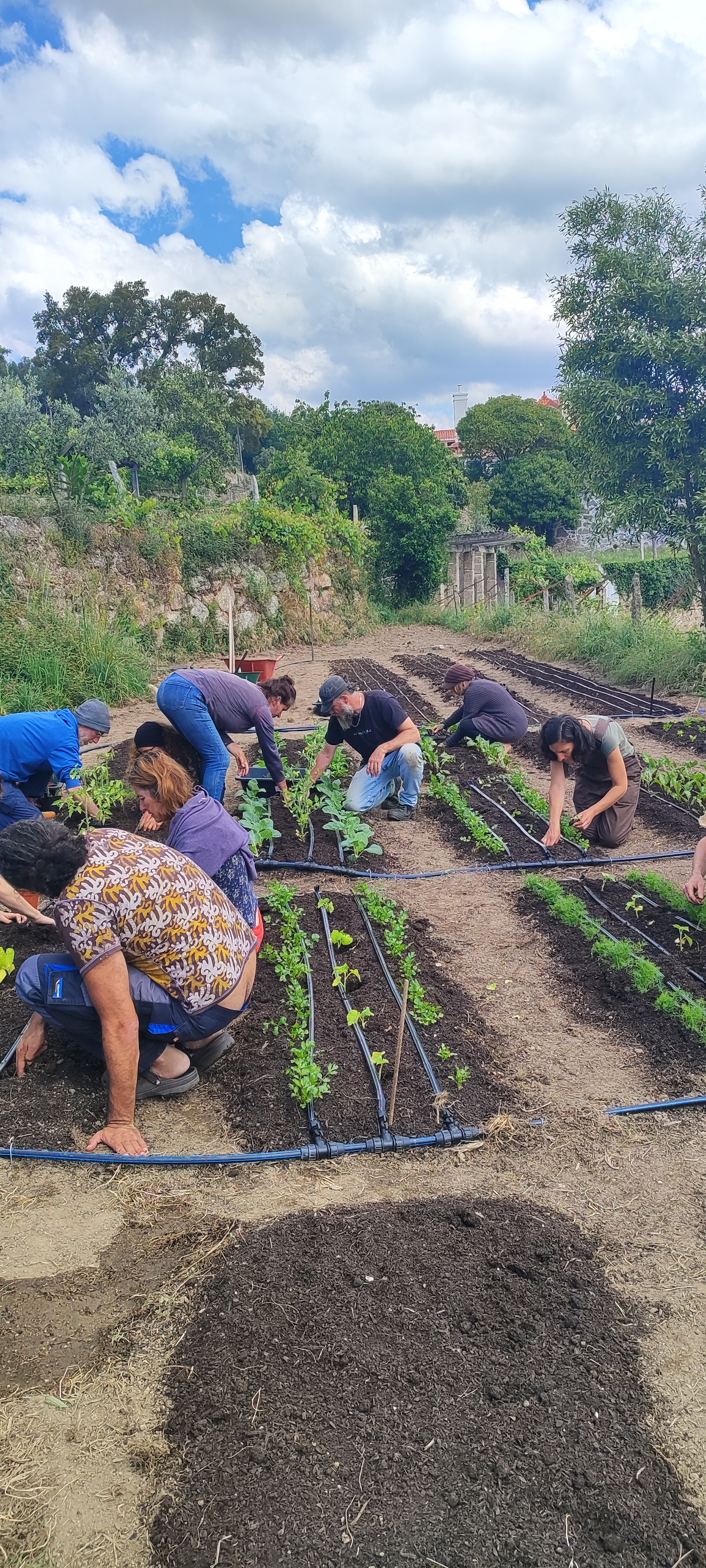 Group preparing beds and planting transplants together
