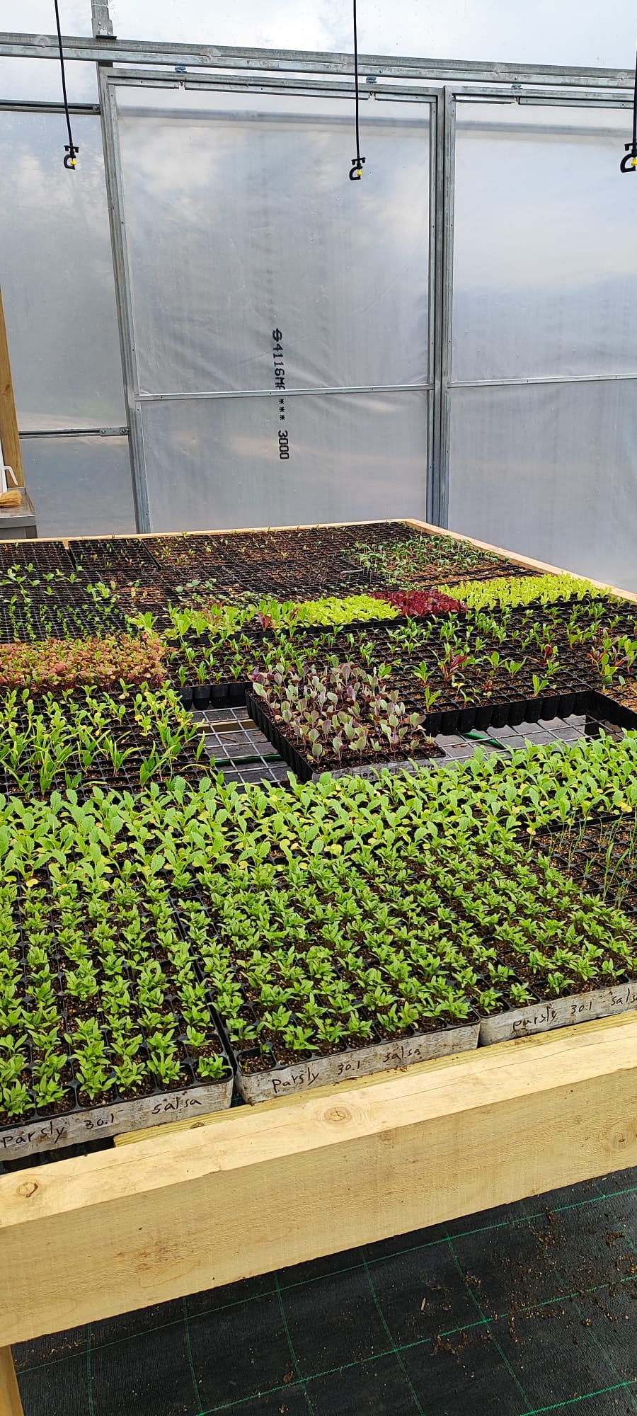 Vibrant seedlings — the fruits of the course