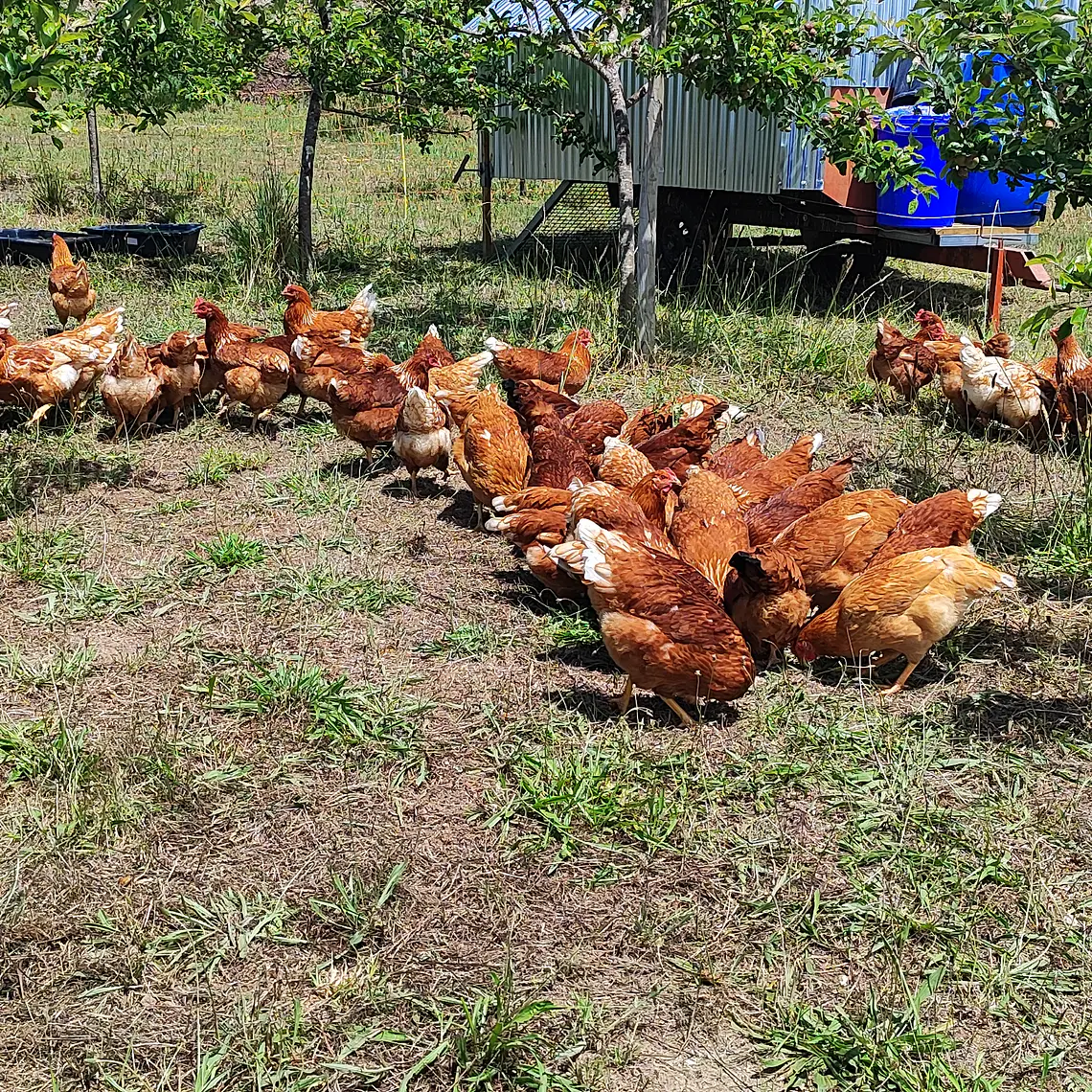 pasture eggs 3